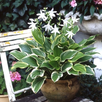 Hosta 'So Sweet'
