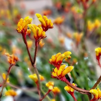 Anigozanthos Gold 'Velvet'