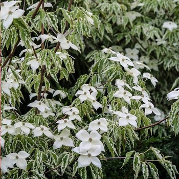 Cornus kousa 'Summer Fun' 