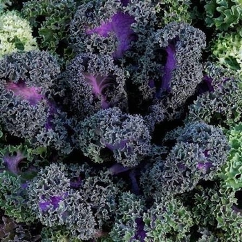 Brassica oleracea 'Yokohama Red'