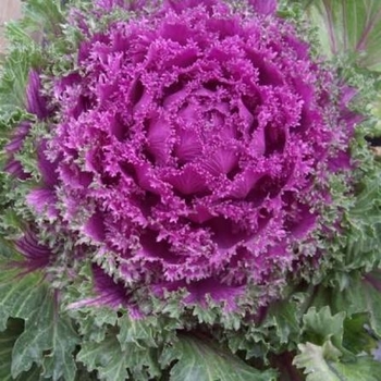 Brassica oleracea 'Nagoya Rose'