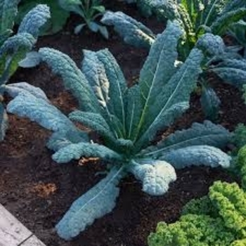 Brassica oleracea