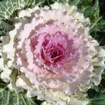 Brassica oleracea 'Pigeon Victoria Pink'