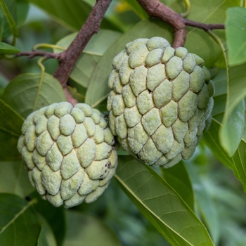 Annona squamosa