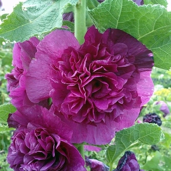 Alcea rosea 'Chater's Double Red'