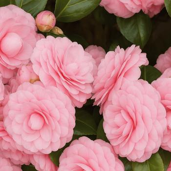 Camellia japonica 'Spring's Promise' USPP32718P2