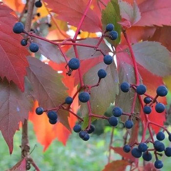 Parthenocissus inserta