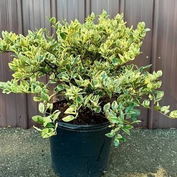Ligustrum japonicum 'Jack Frost' 