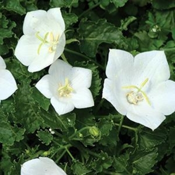 Campanula carpatica 'Pearl White'