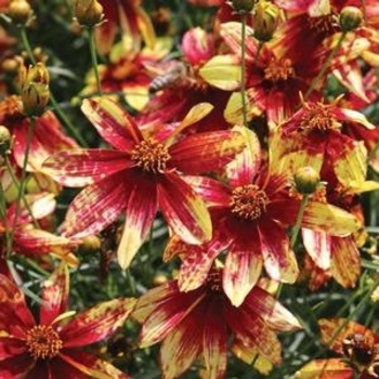Coreopsis verticillata 'Electric Avenue' PP24688