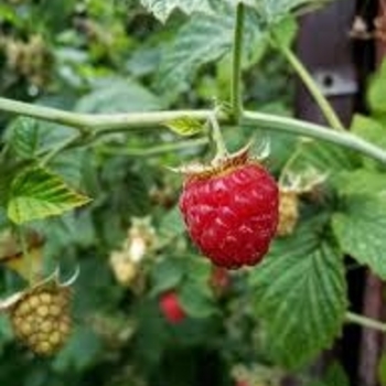 Rubus idaeus