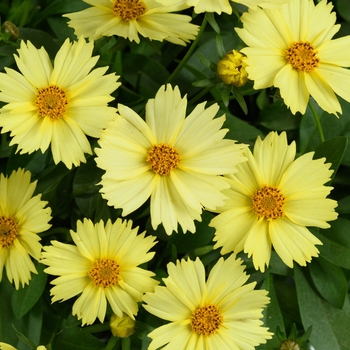Coreopsis grandiflora 'Glow' PP23049P3
