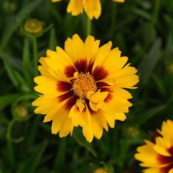 Coreopsis grandiflora 'Sunset Bright' PP 21,278