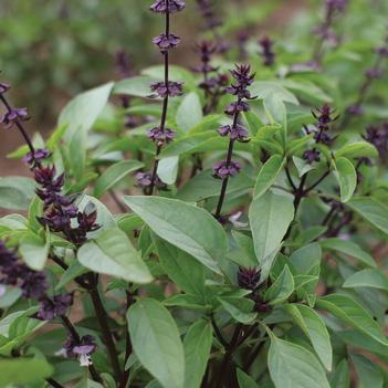 Ocimum basilicum 'Sweet Thai' 
