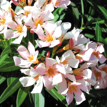 Nerium oleander 'Petite Pink'