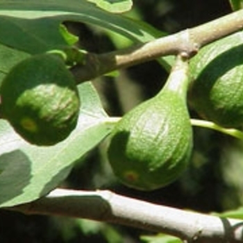 Ficus carica