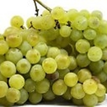 Vitis rotundiflora 'Carlos'