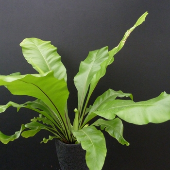 Asplenium nidus