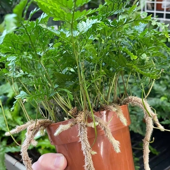 Davallia tyermannii