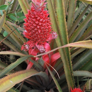 Ananas comosus 'Bracteatus'