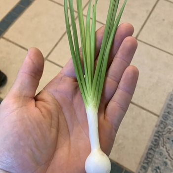 Allium spp.