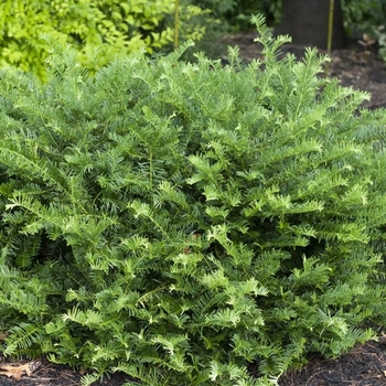 Cephalotaxus harringtonia 'Fritz Huber'
