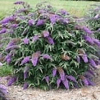 Buddleia 'Lavender Eyes'