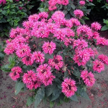 Monarda 'Bee-Merry' USPP29828P2