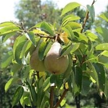 Pyrus '4-in-1'
