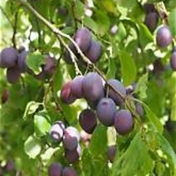 Prunus domestica 'Italian'