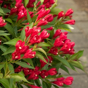 Weigela 'Crimson Kisses™' PP22,476