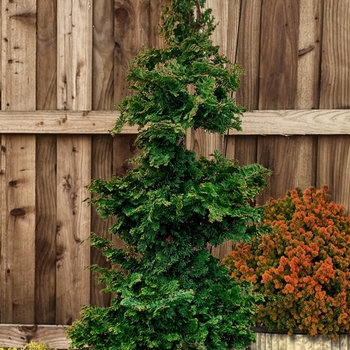 Chamaecyparis obtusa 'Wells Special' 