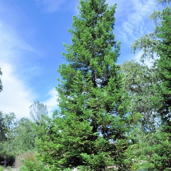 Sequoia sempervirens