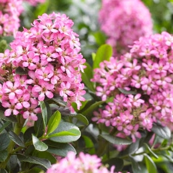 Escallonia laevis 'Pink Elle' PP23984