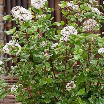 Viburnum tinus 'Compactum'