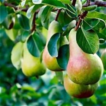 Pyrus communis 'Summercrisp'