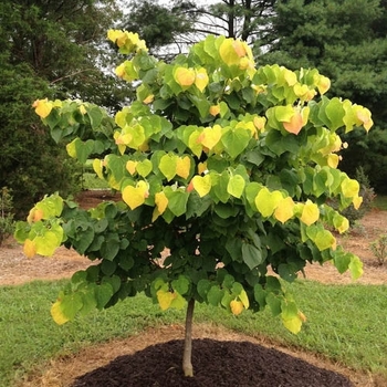 Cercis canadensis 'JN15' USPP21303P2