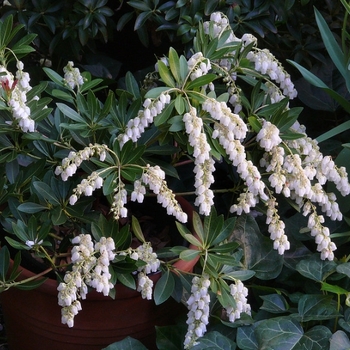 Pieris japonica 'Temple Bells'
