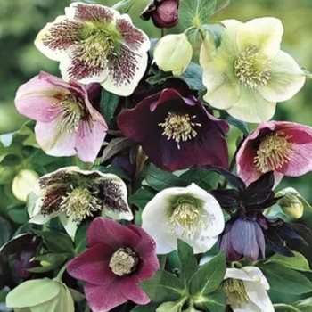 Helleborus 'Pine Knot Select Strain'