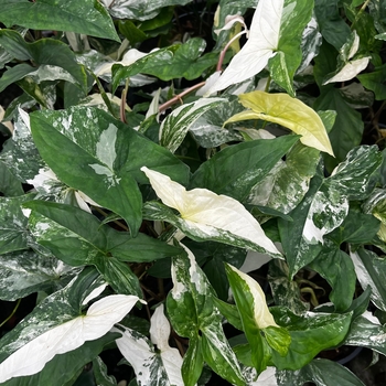 Syngonium podophyllum