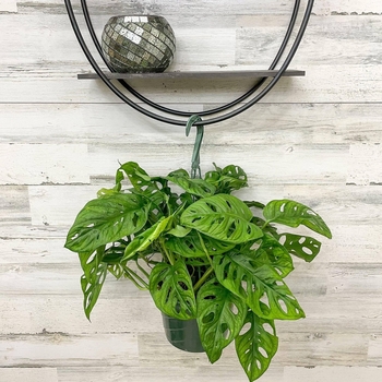 Monstera adansonii