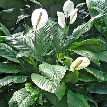 Spathiphyllum 'Multiple Varieties'