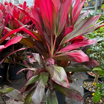 Cordyline fruiticosa 'Florica'