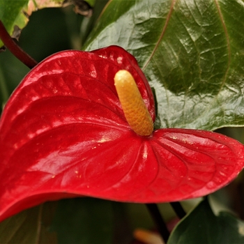 Anthurium