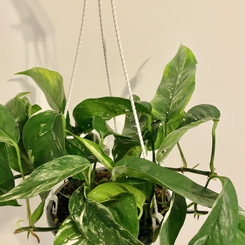 Epipremnum pinnatum 'Albo'