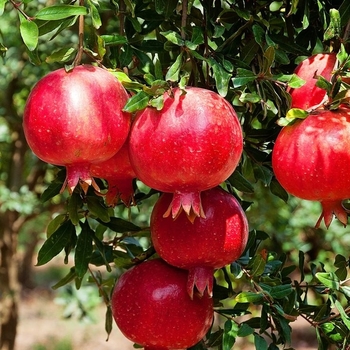 Punica granatum 'Wonderful' 