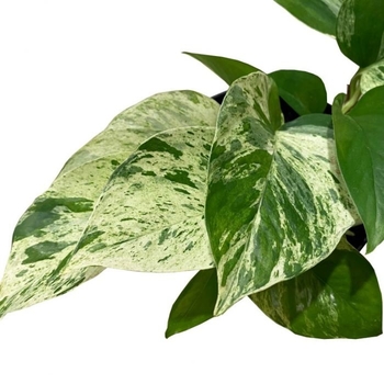 Epipremnum pinnatum 'Snow Queen'