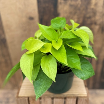 Epipremnum aureum 'Neon'