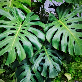 Monstera deliciosa