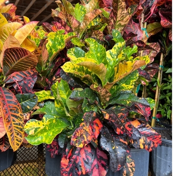 Codiaeum variegatum 'Magnificent' 